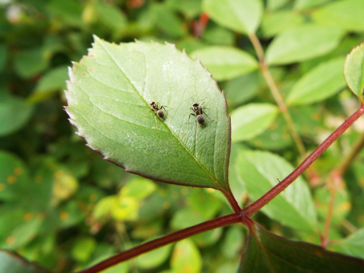 Free Images : leaf, insect, together, insects, pest, ants, plant stem ... Free Images : leaf, insect, together, insects, pest, ants, plant stem ...