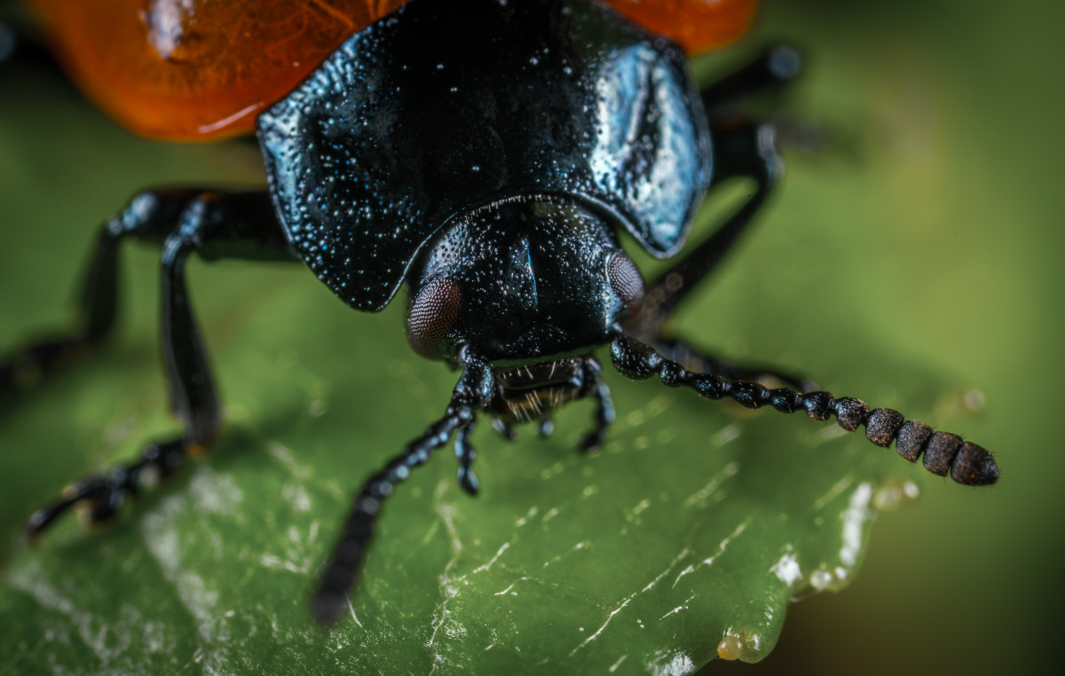 Free Images : bug, portrait, macro photography, close up, invertebrate ... Free Images : bug, portrait, macro photography, close up, invertebrate ...