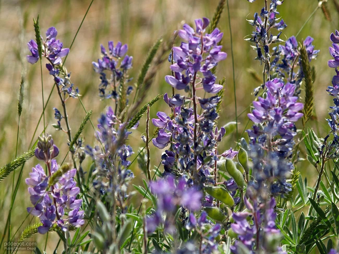 Free picture: sage, hills, flowers Free picture: sage, hills, flowers
